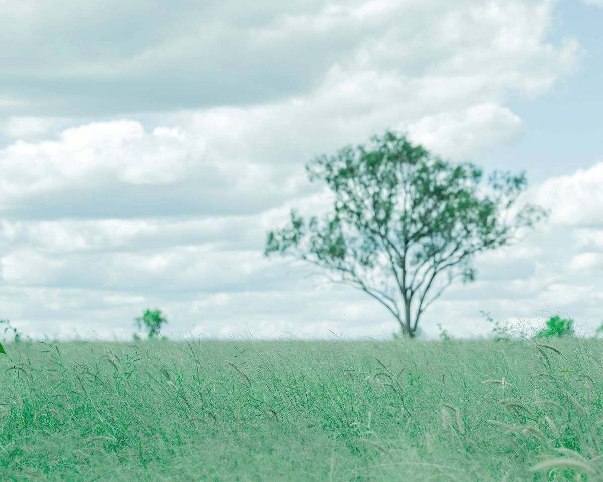 MON-ABRI, Dingo Auction by Farmbuy.com - image 36