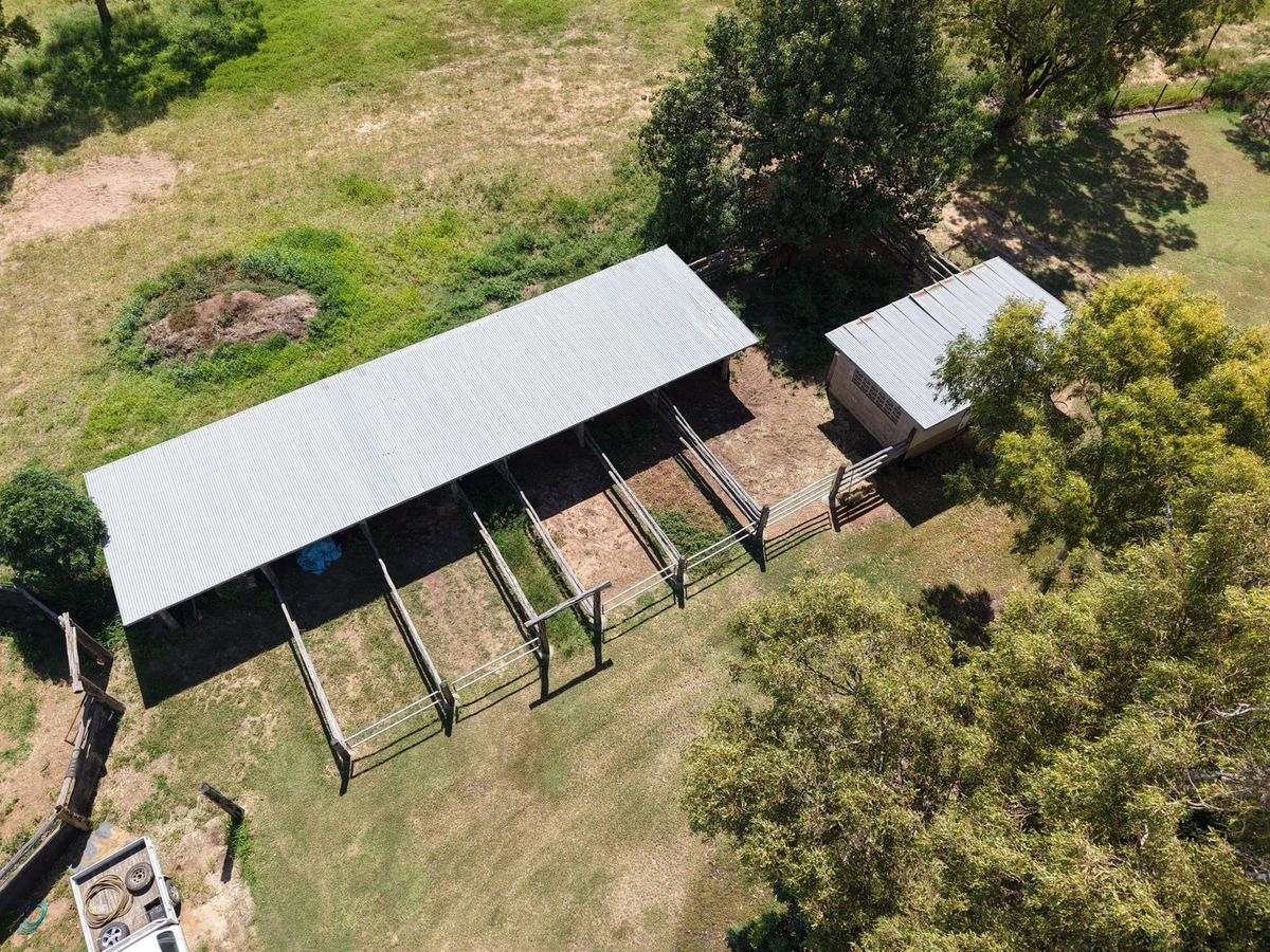 MON-ABRI, Dingo Auction by Farmbuy.com - image 19