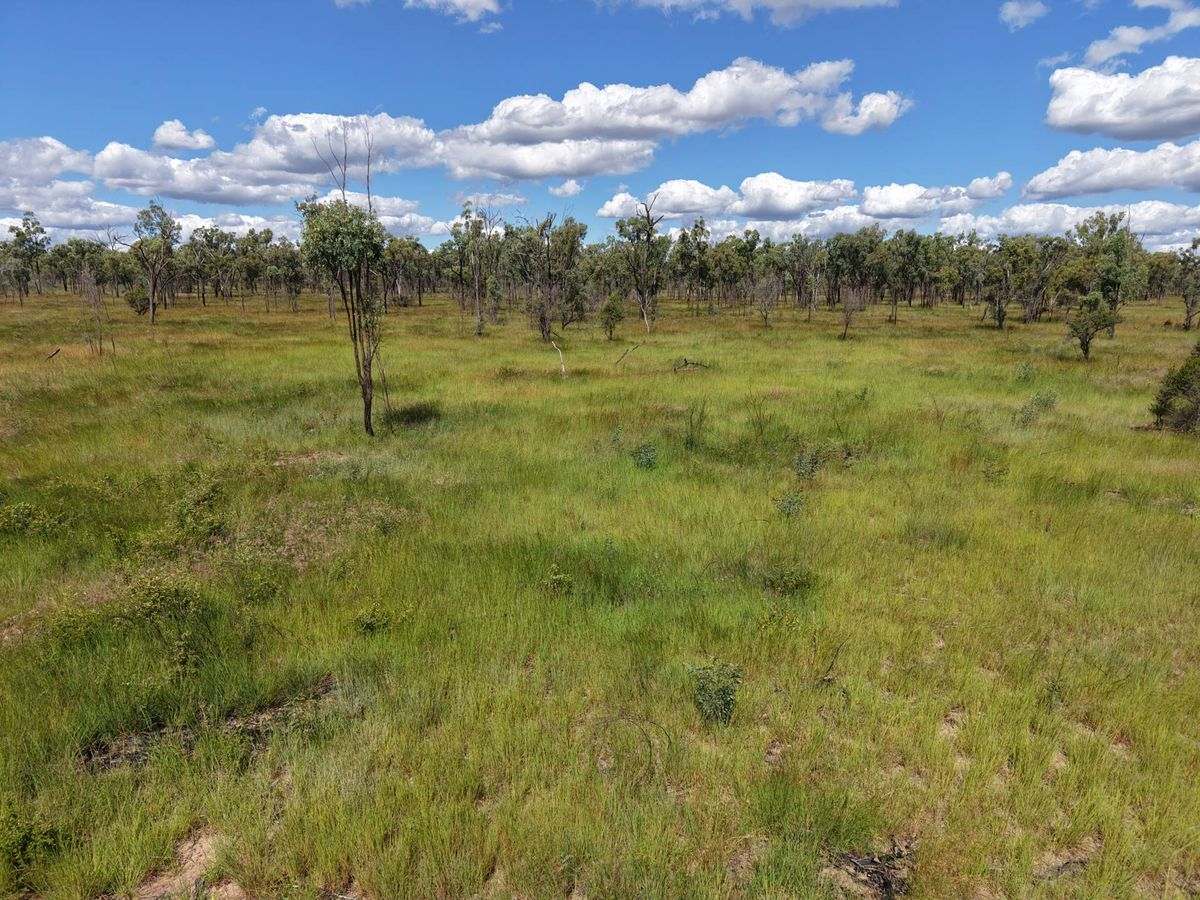 MON-ABRI, Dingo Auction by Farmbuy.com - image 32