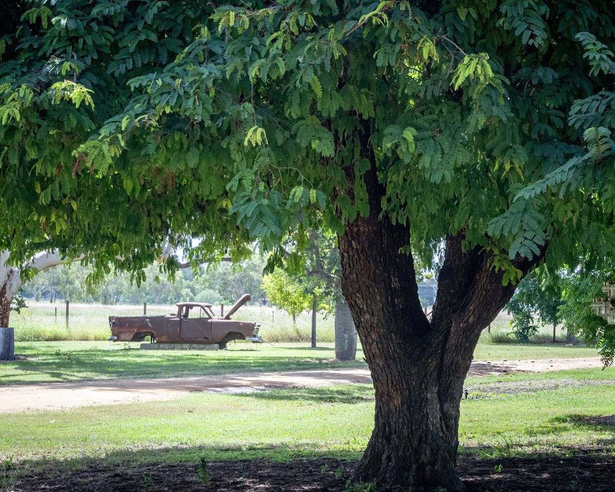 MON-ABRI, Dingo Auction by Farmbuy.com - image 3