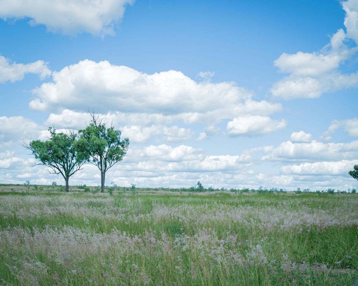 MON-ABRI, Dingo Auction by Farmbuy.com - image 37