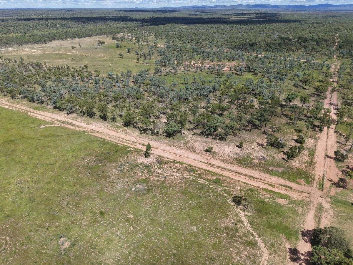 MON-ABRI, Dingo Auction by Farmbuy.com - image 33