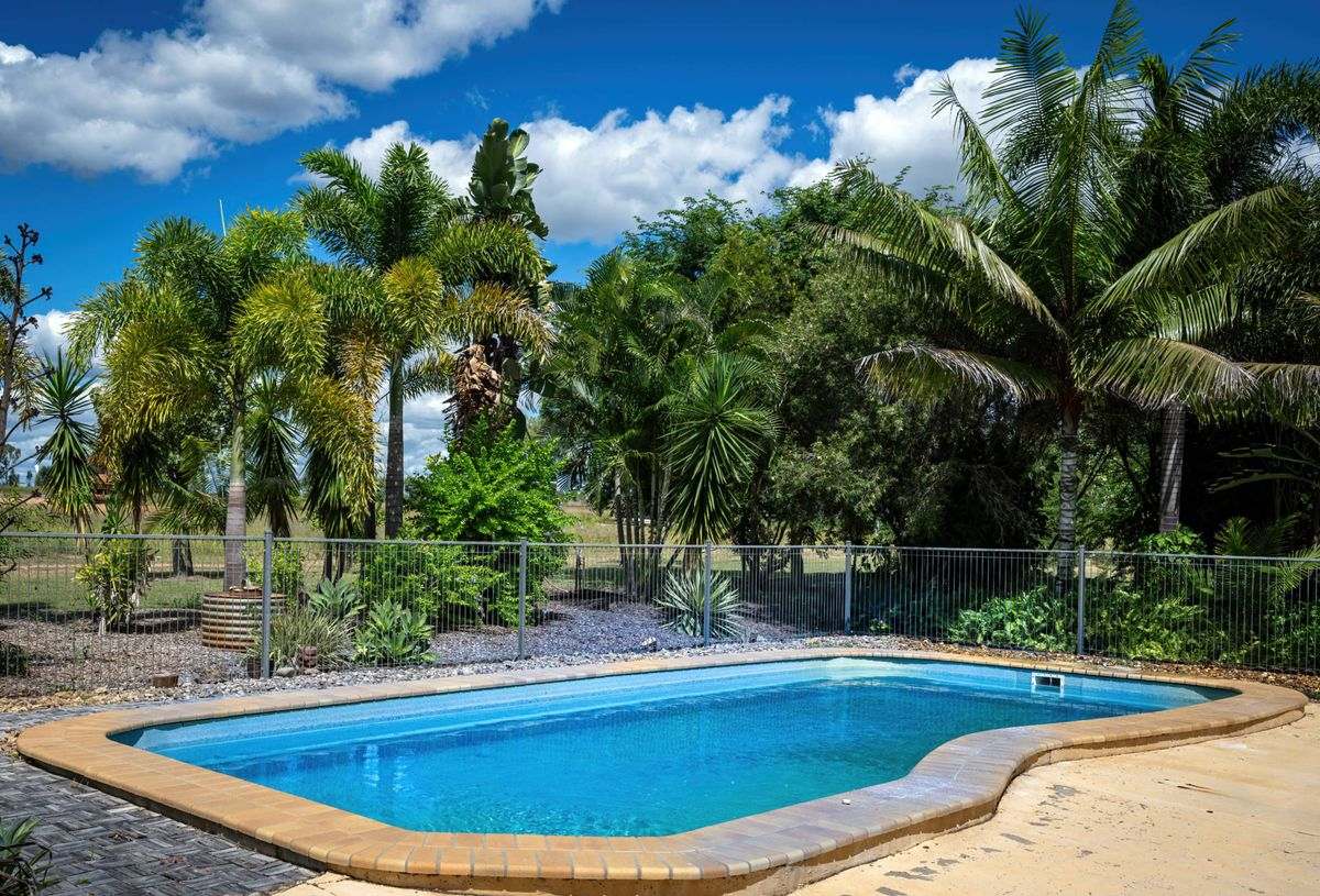 MON-ABRI, Dingo Auction by Farmbuy.com - image 6