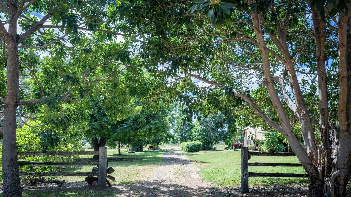 MON-ABRI, Dingo Auction by Farmbuy.com - image 2