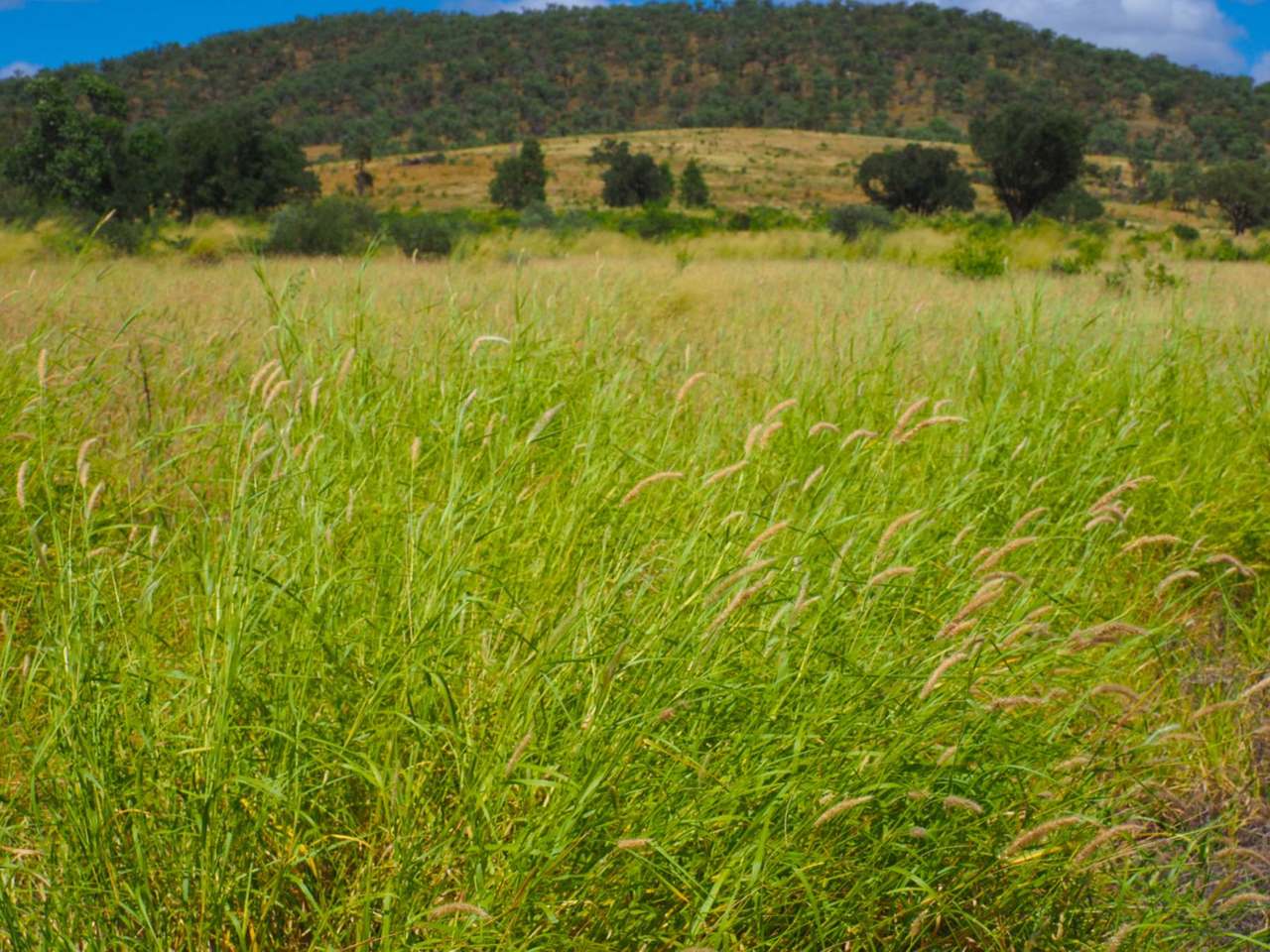 Lot 2 Capricorn Highway, Gogango  For Sale by Farmbuy.com - image 4