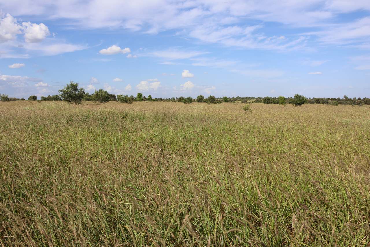 12634 Gregory Highway, Capella Auction by Farmbuy.com - image 14