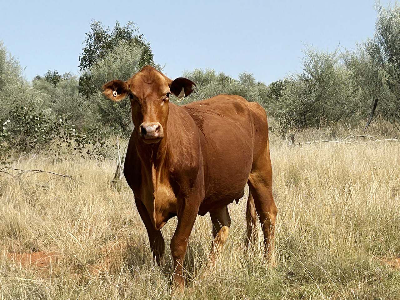 1582 Southampton Road,, St George Auction by Farmbuy.com - image 3