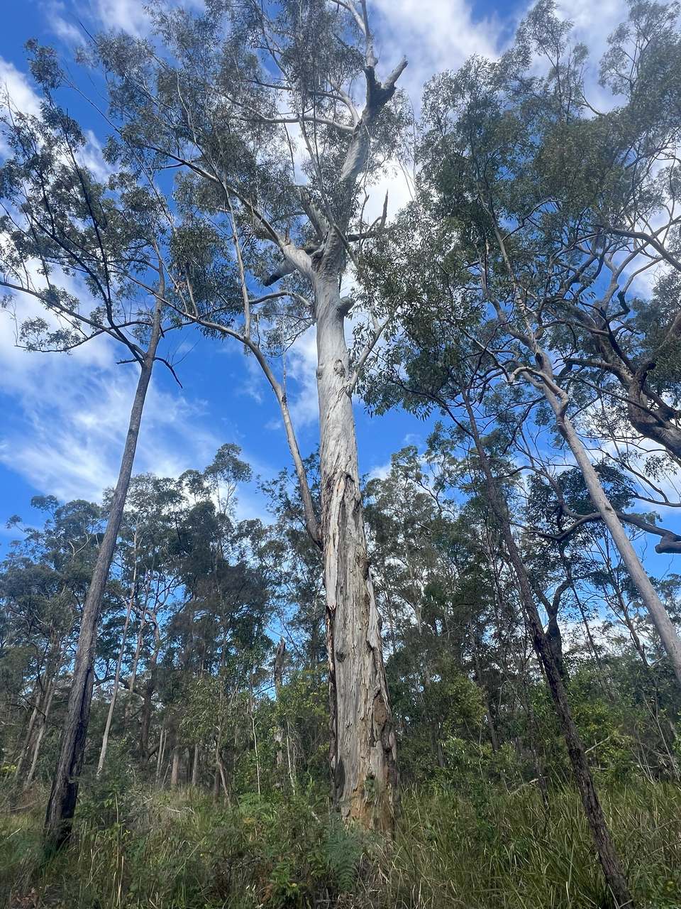 Coast Range Road, Pillar Valley For Sale by Farmbuy.com - image 9