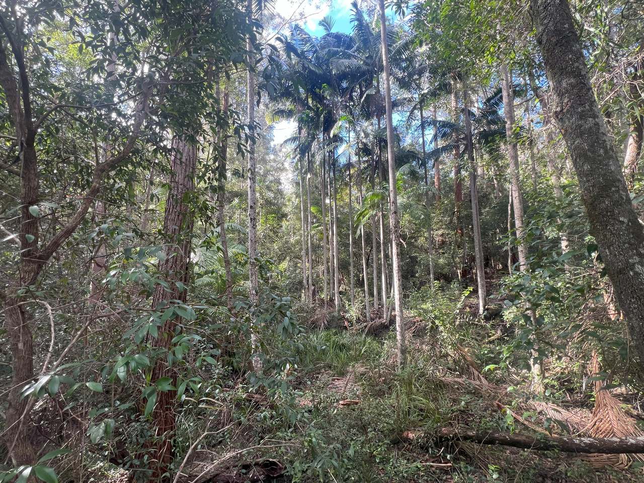 Coast Range Road, Pillar Valley For Sale by Farmbuy.com - image 10