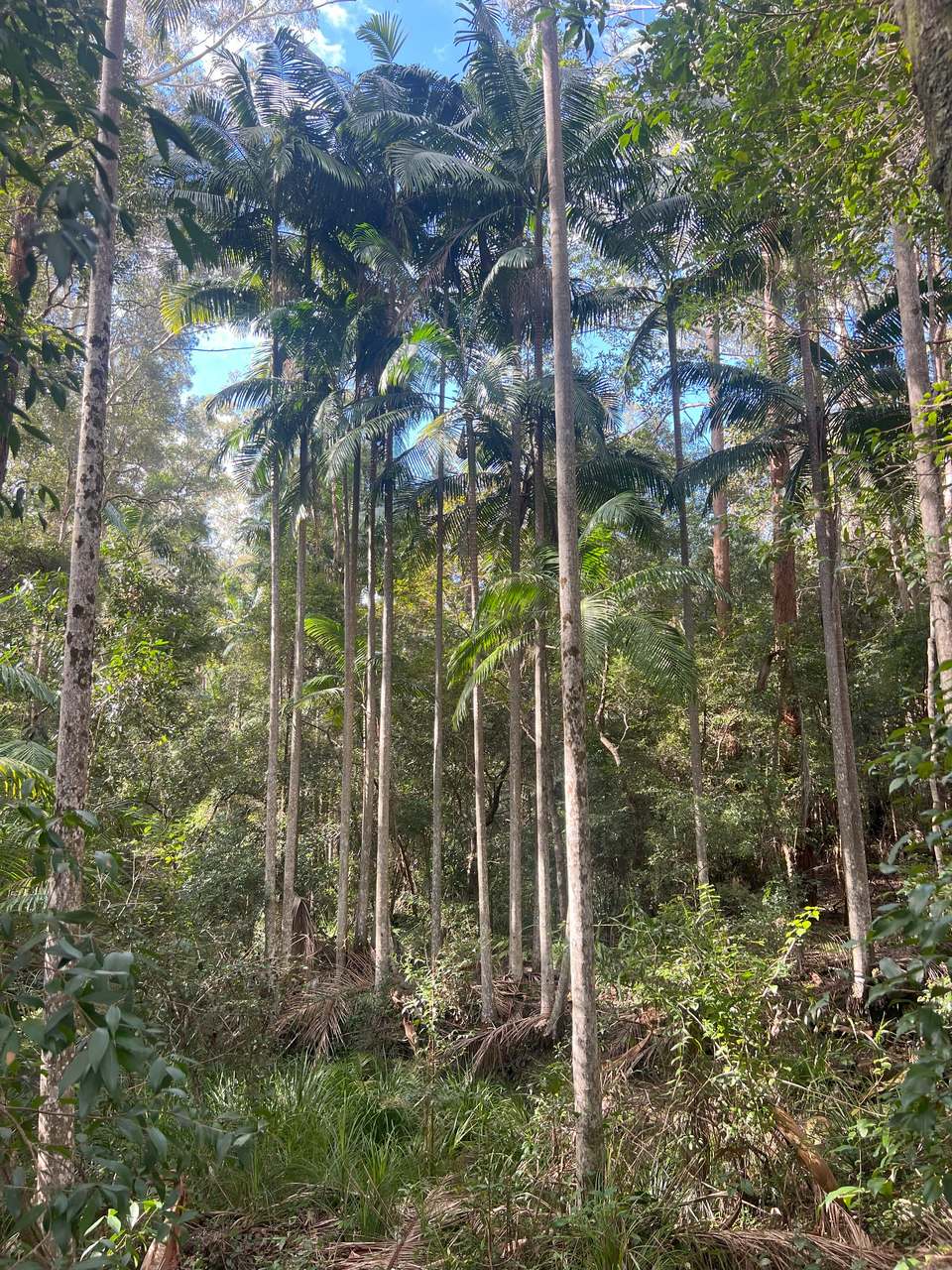 Coast Range Road, Pillar Valley For Sale by Farmbuy.com - image 3