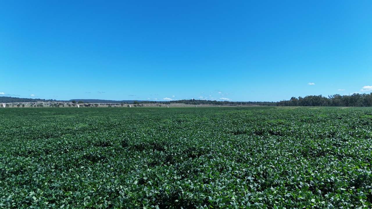 24962 Burnett Highway, Ceratodus For Sale by Farmbuy.com - image 7