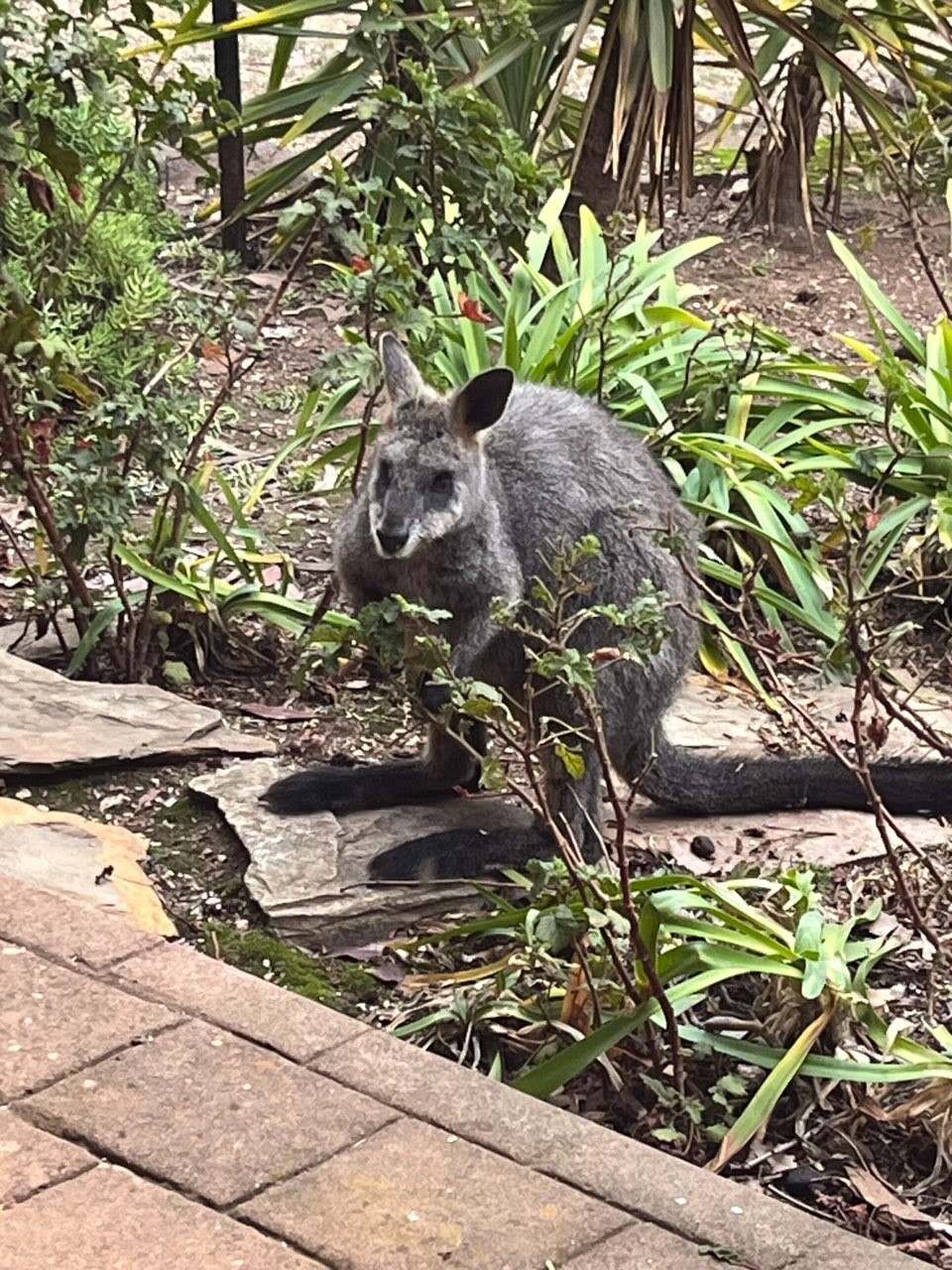 498 Caralulup Road, Lamplough For Sale by Farmbuy.com - image 19