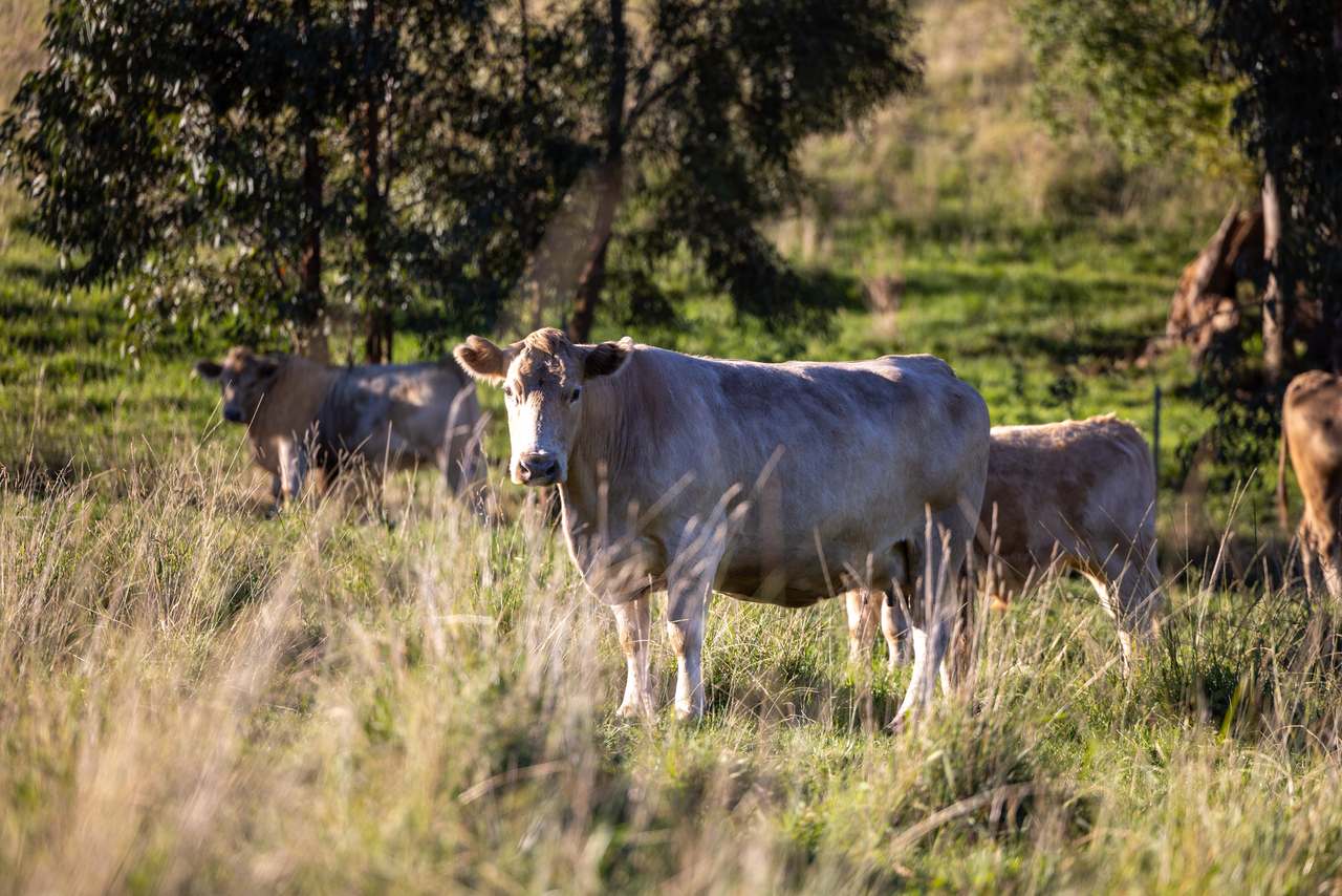 1551 Gelantipy Road, Murrindal For Sale by Farmbuy.com - image 19