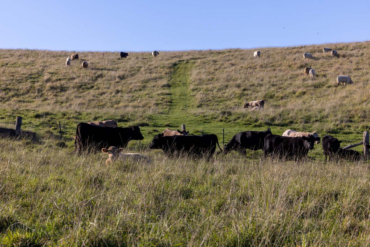 1551 Gelantipy Road, Murrindal For Sale by Farmbuy.com - image 23