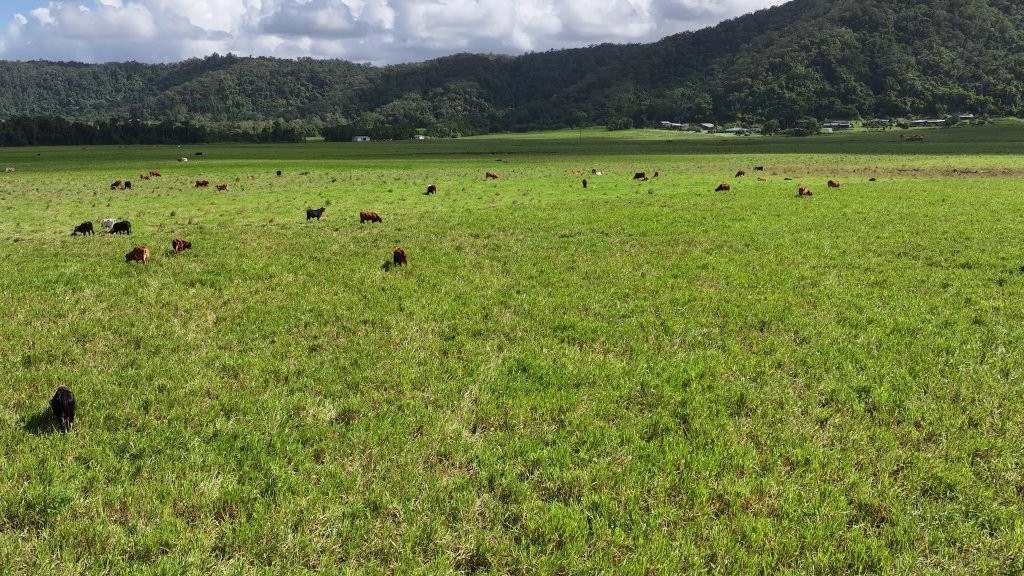 Mossman Daintree Road, Lower Daintree Expressions of Interest by Farmbuy.com - image 15