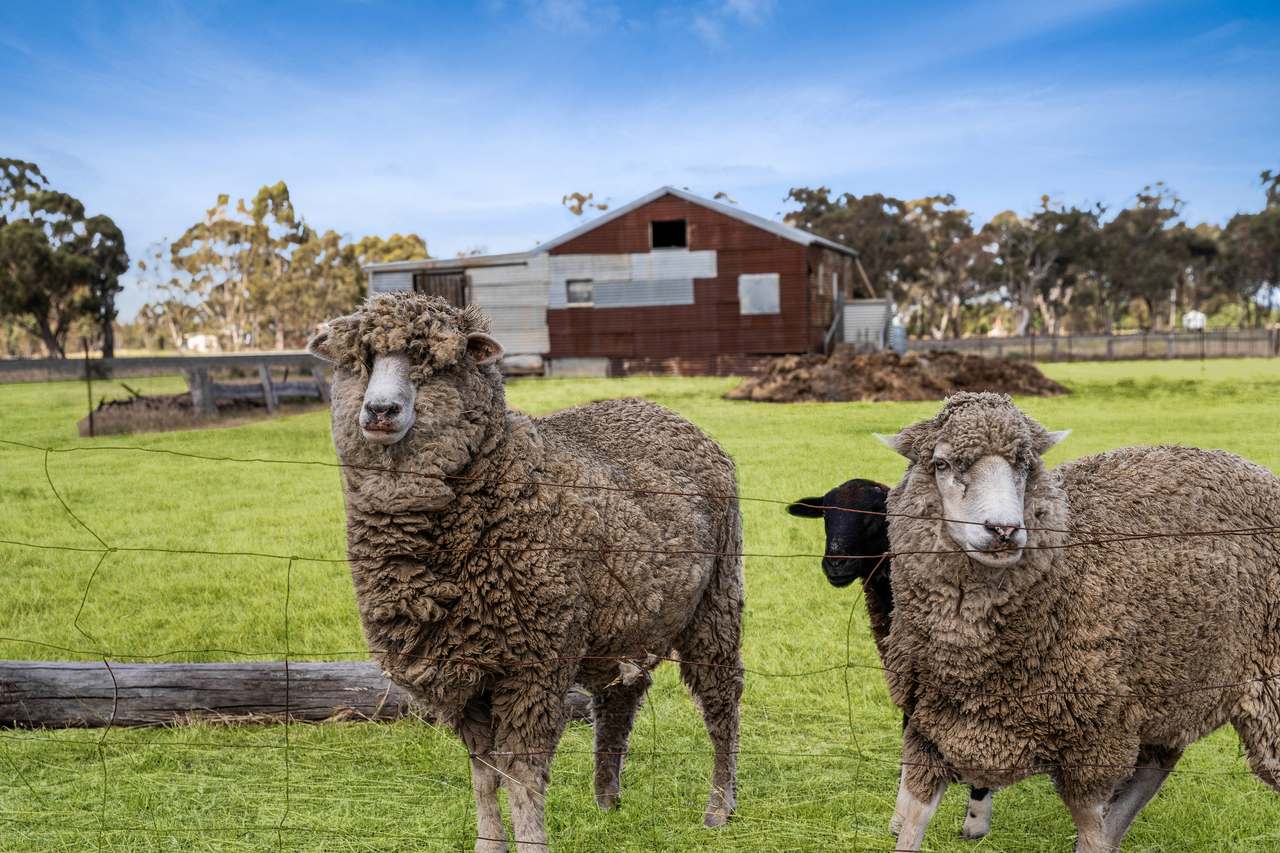 20 Bet Bet Mt Hoogly Road, Bet Bet For Sale by Farmbuy.com - image 3