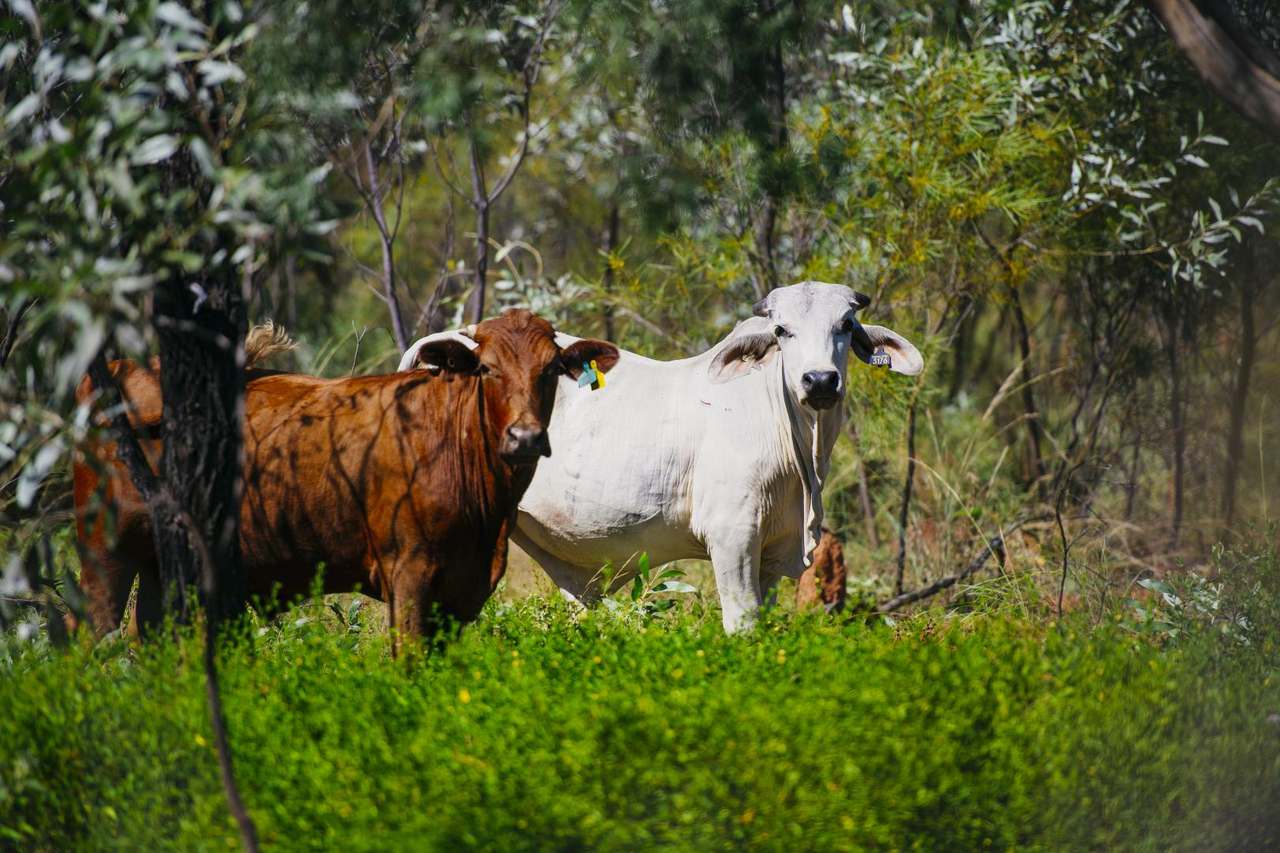 Dampier Downs Road, Gingerah For Sale by Farmbuy.com - image 7