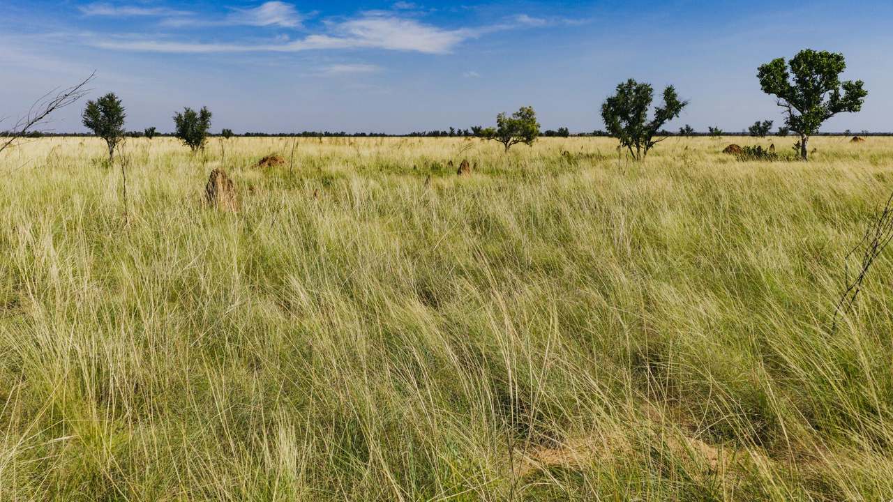Dampier Downs Road, Gingerah For Sale by Farmbuy.com - image 10