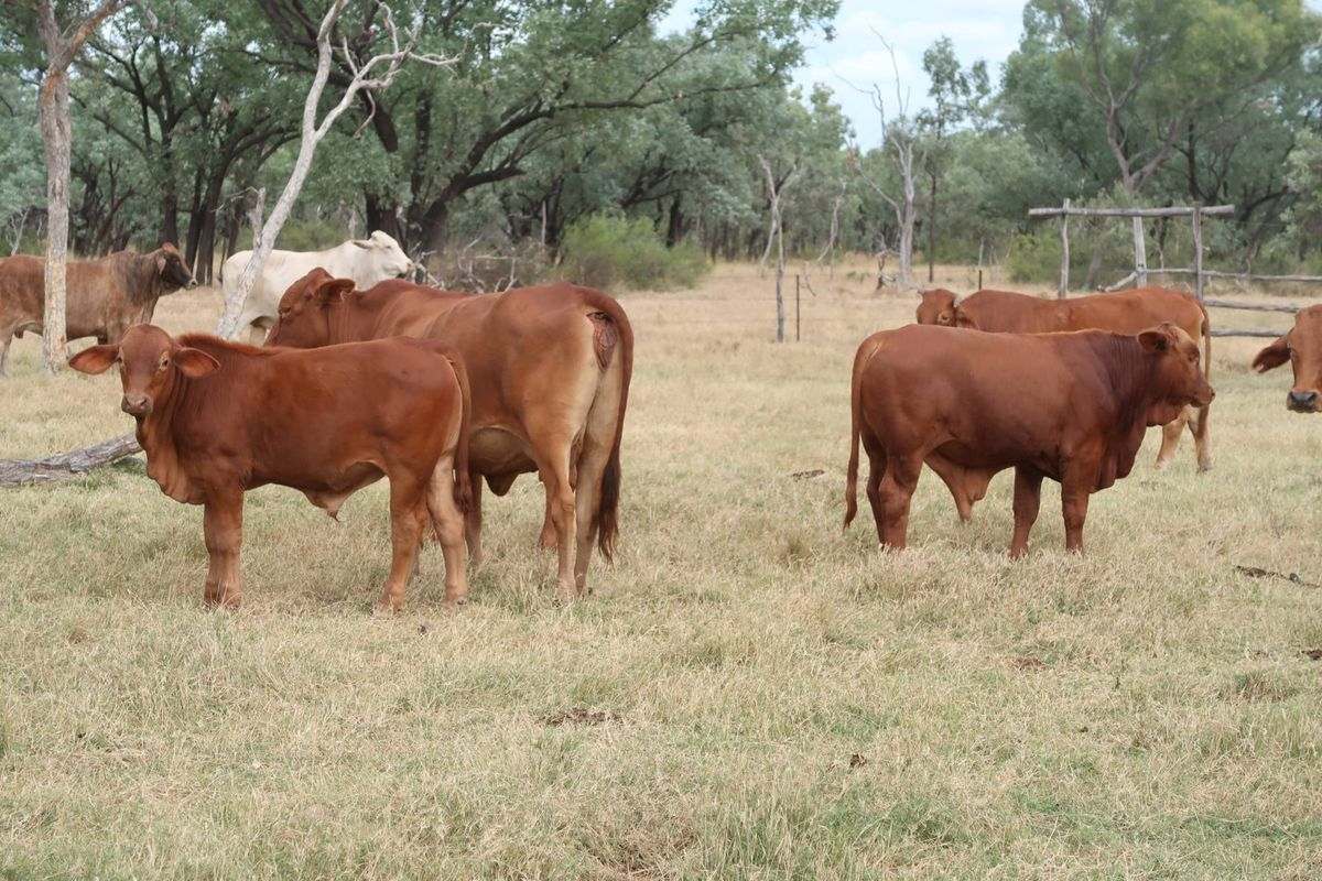 Cape River Belyando Highway, Charters Towers Expressions of Interest by Farmbuy.com - image 18