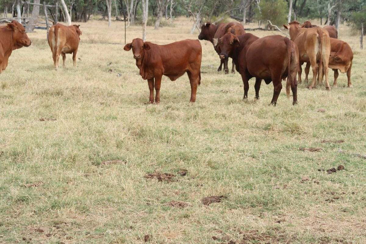 Cape River Belyando Highway, Charters Towers Expressions of Interest by Farmbuy.com - image 23