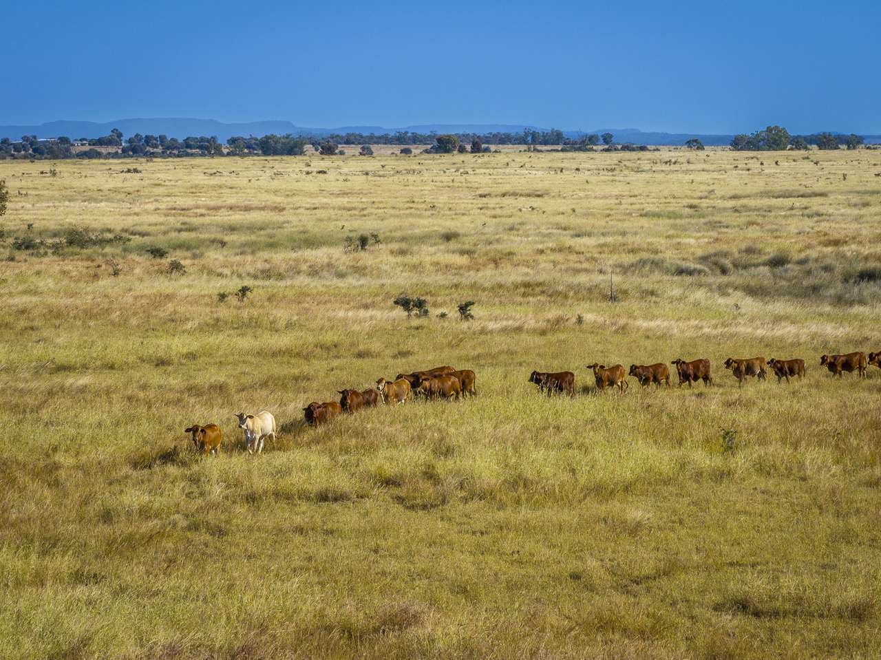13238 Carnarvon Highway, Rolleston For Sale by Farmbuy.com - image 13