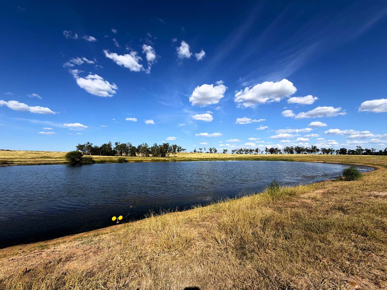 2005 Malvern Road , Capella Auction by Farmbuy.com - image 4