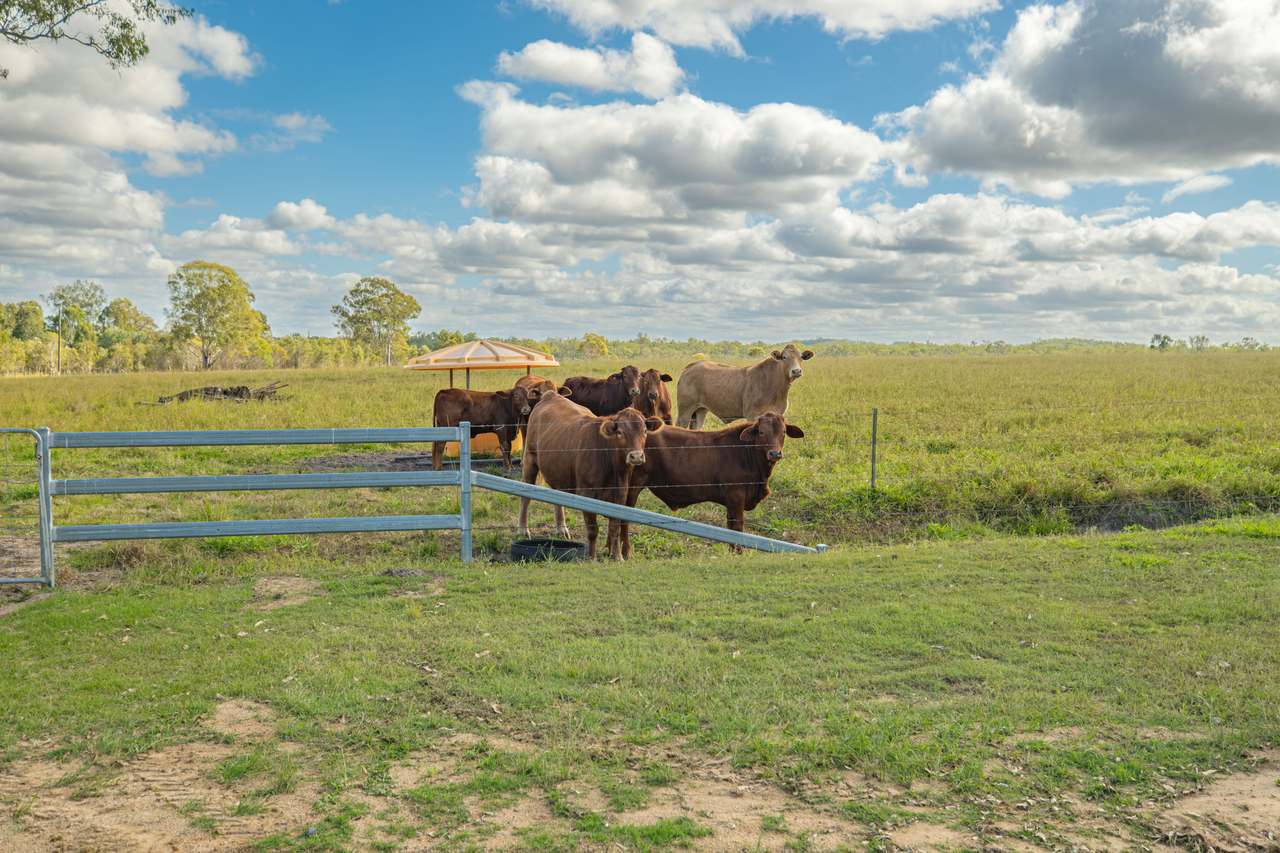 930 Berries Road, Golden Fleece For Sale by Farmbuy.com - image 12