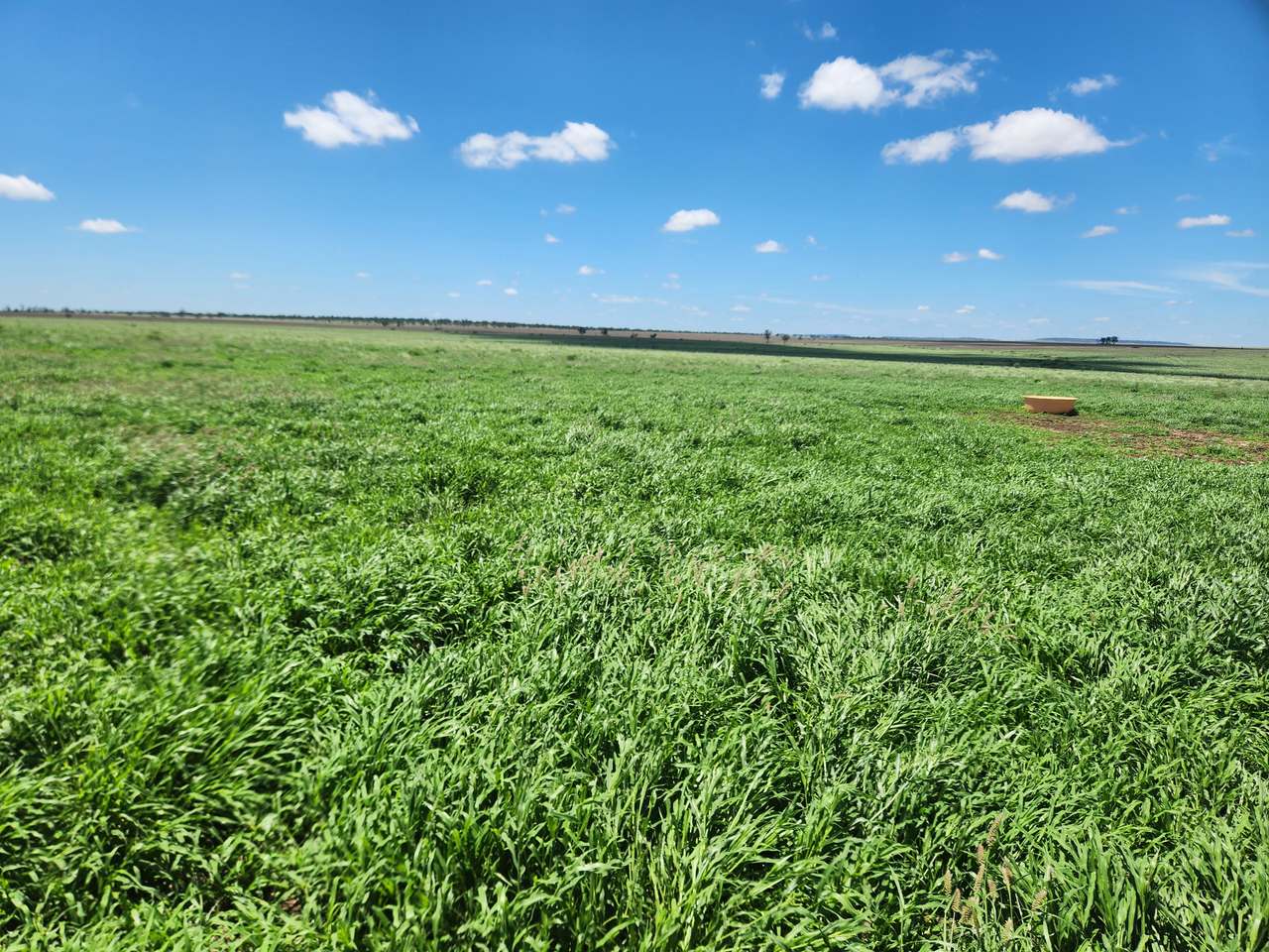 598 Surat Development Road, Surat Auction by Farmbuy.com - image 7