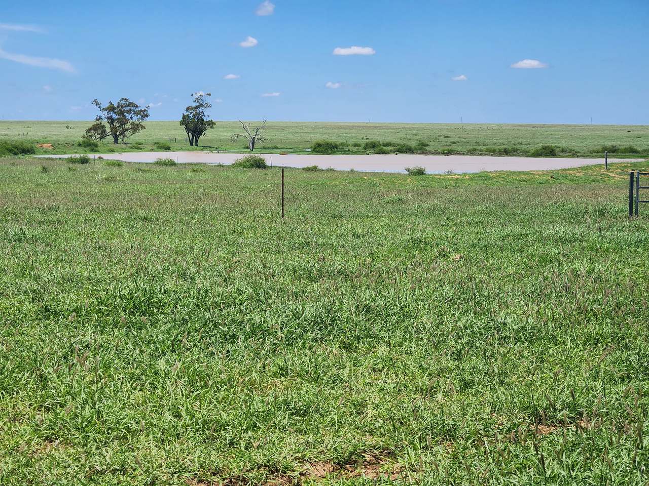598 Surat Development Road, Surat Auction by Farmbuy.com - image 4