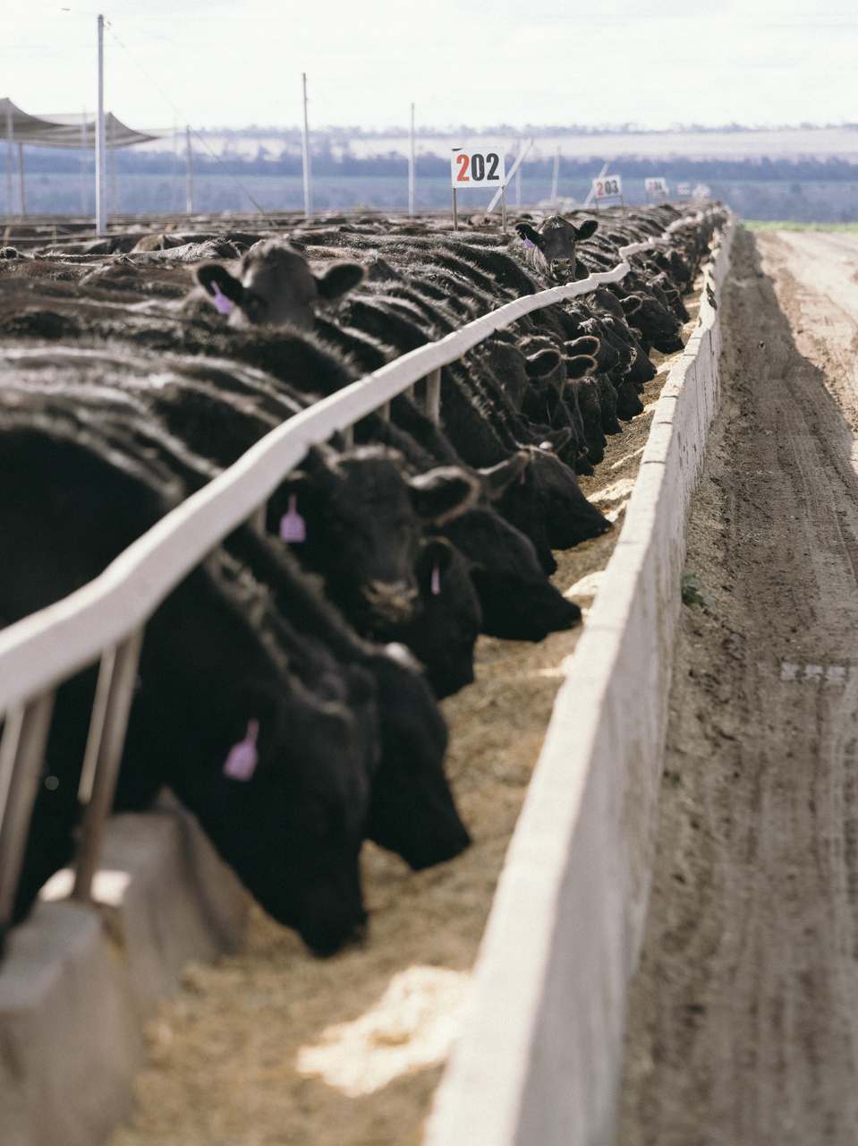 Myola Feedlot, North Star For Sale by Farmbuy.com - image 2