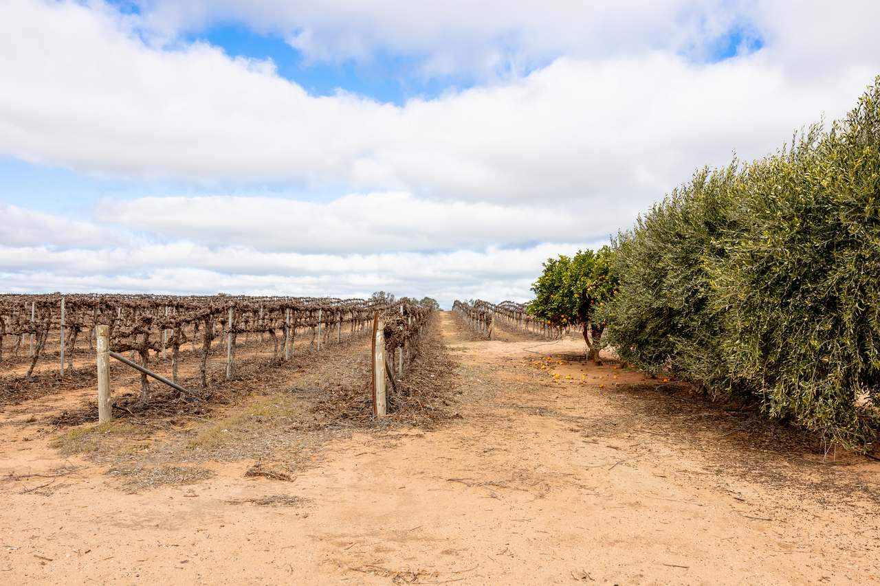 213 Hayward Road, Piangil For Sale by Farmbuy.com - image 11