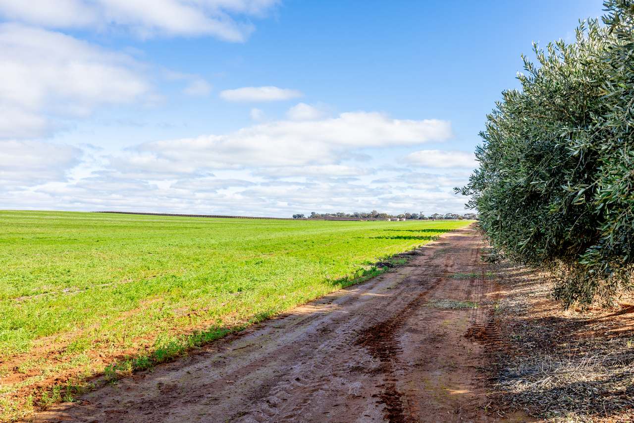213 Hayward Road, Piangil For Sale by Farmbuy.com - image 17