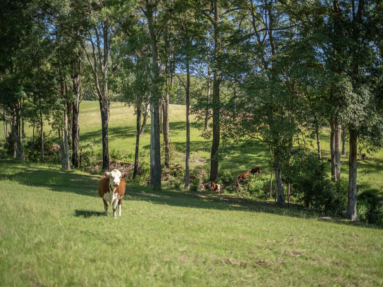 91 & 101 Jackwood Road, Valla For Sale by Farmbuy.com - image 13