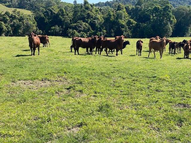 SILKWOOD For Sale by Farmbuy.com - image 30