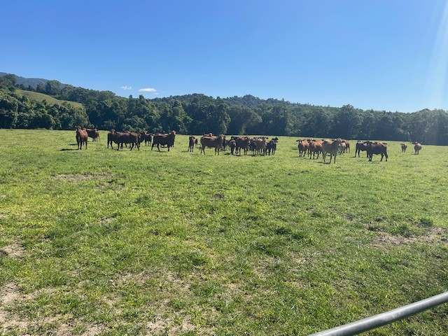 SILKWOOD For Sale by Farmbuy.com - image 38