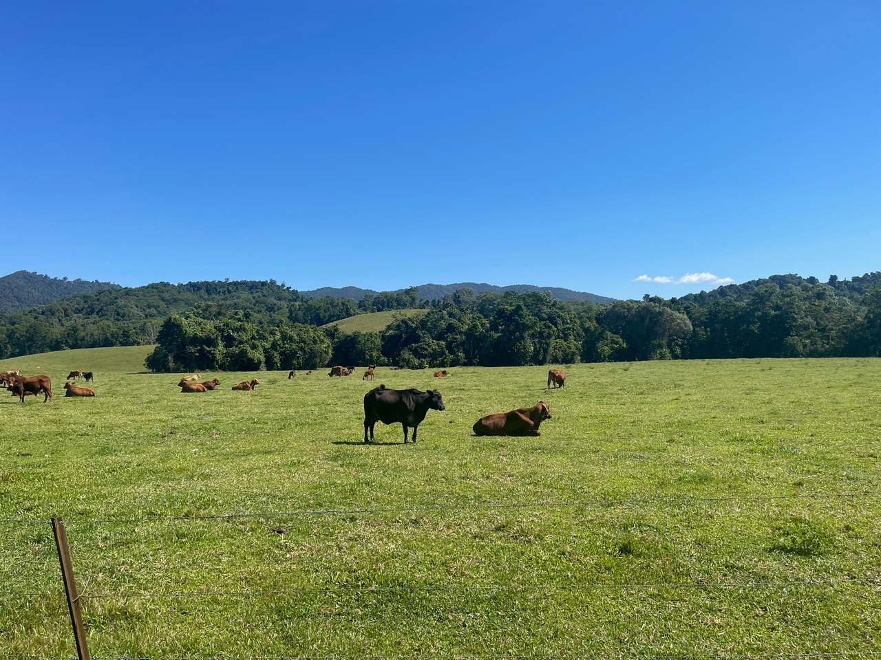 SILKWOOD For Sale by Farmbuy.com - image 2