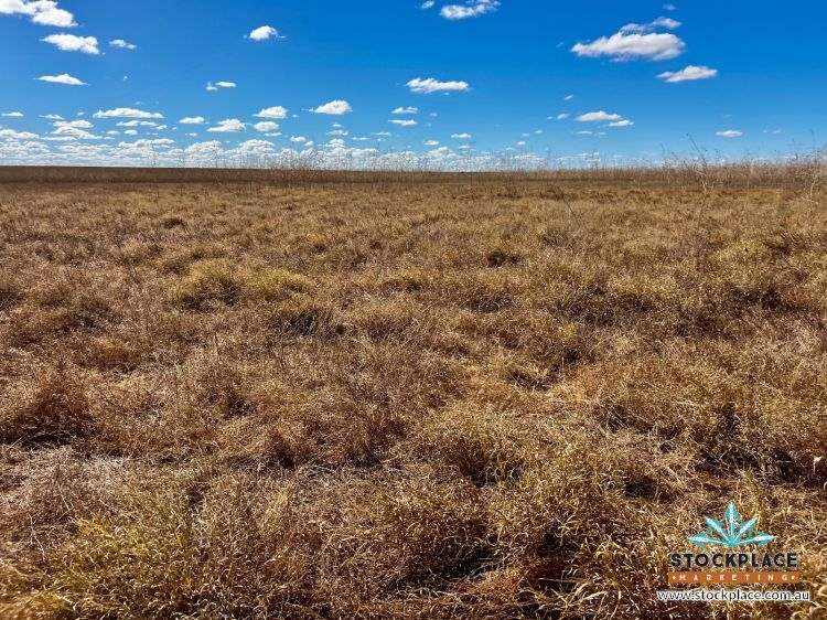 'Hilltop Station', Richmond For Sale by Farmbuy.com - image 10