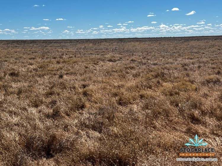 'Hilltop Station', Richmond For Sale by Farmbuy.com - image 5