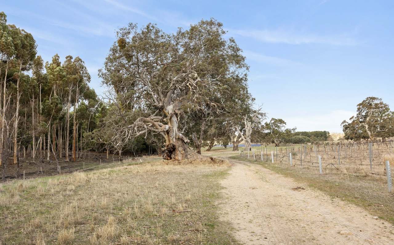Lot 3 Keyneton Road, Eden Valley For Sale by Farmbuy.com - image 23