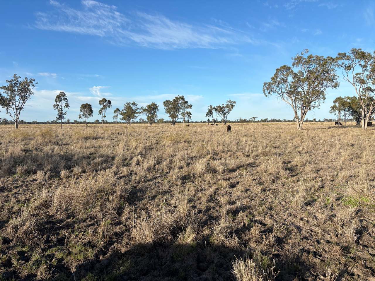 'Terling Park', Moree For Lease by Farmbuy.com - image 2