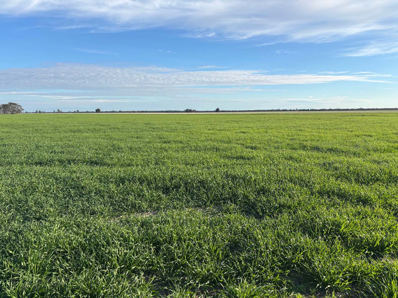 'Terling Park', Moree For Lease by Farmbuy.com - image 1