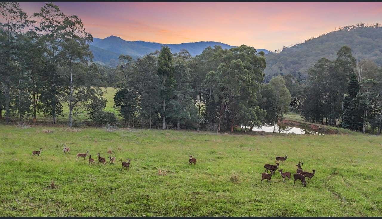 8 Rush Road, Imbil For Sale by Farmbuy.com - image 5