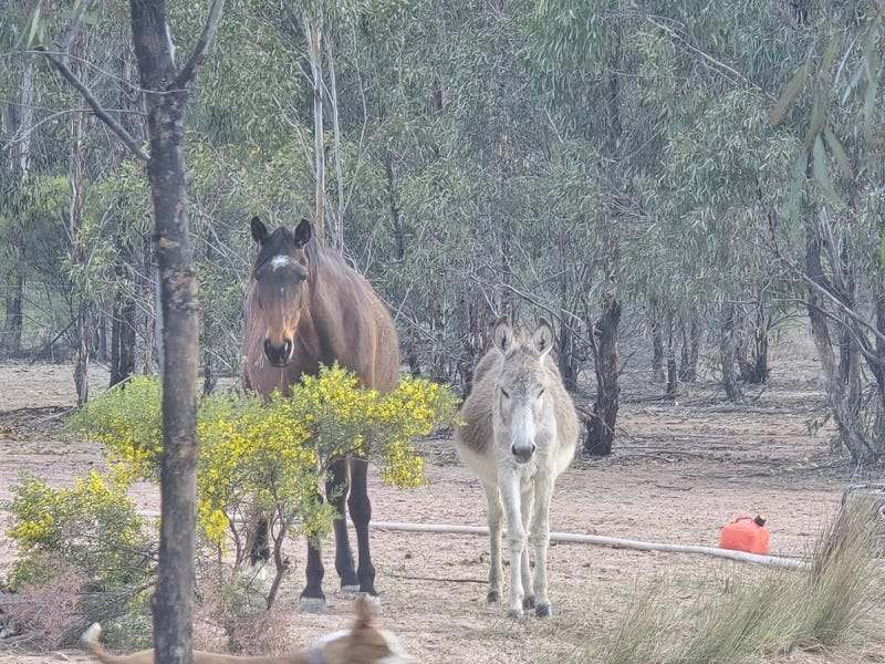 4049 Chinchilla Tara Road, Wieambilla For Sale by Farmbuy.com - image 15