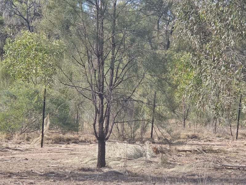 4049 Chinchilla Tara Road, Wieambilla For Sale by Farmbuy.com - image 11