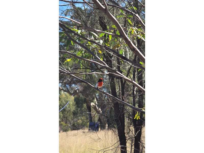 4049 Chinchilla Tara Road, Wieambilla For Sale by Farmbuy.com - image 14