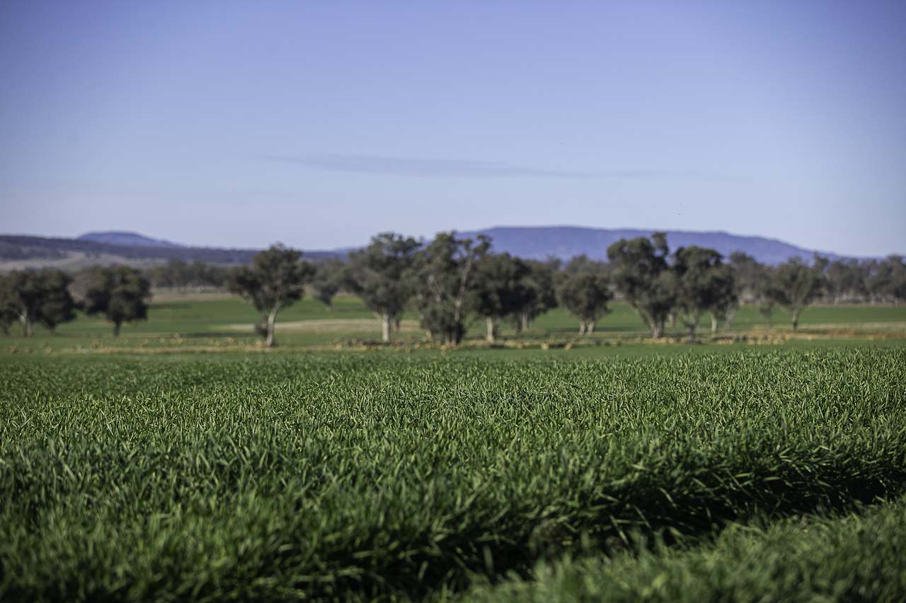 1749 WARRUMBUNGLES WAY, Coolah Expressions of Interest by Farmbuy.com - image 2