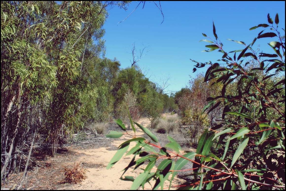 Lot 8 Basil Drive , Forest Ridge For Sale by Farmbuy.com - image 25