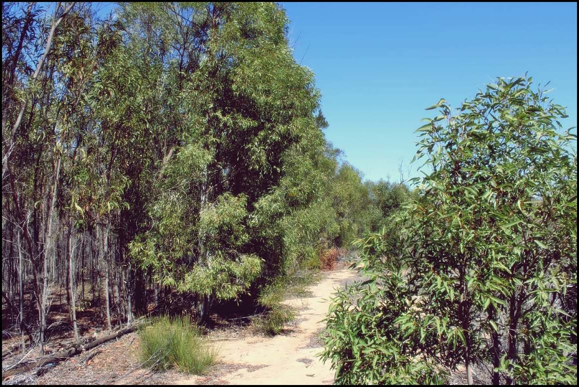 Lot 8 Basil Drive , Forest Ridge For Sale by Farmbuy.com - image 10