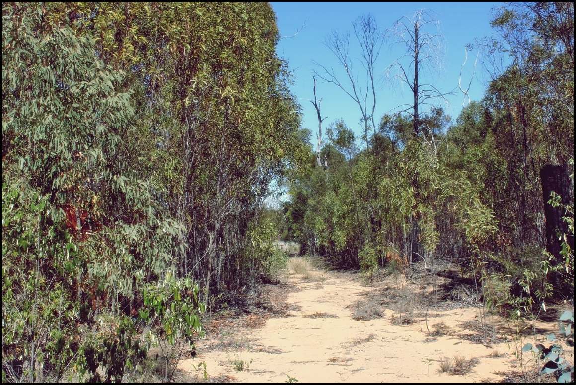 Lot 8 Basil Drive , Forest Ridge For Sale by Farmbuy.com - image 3