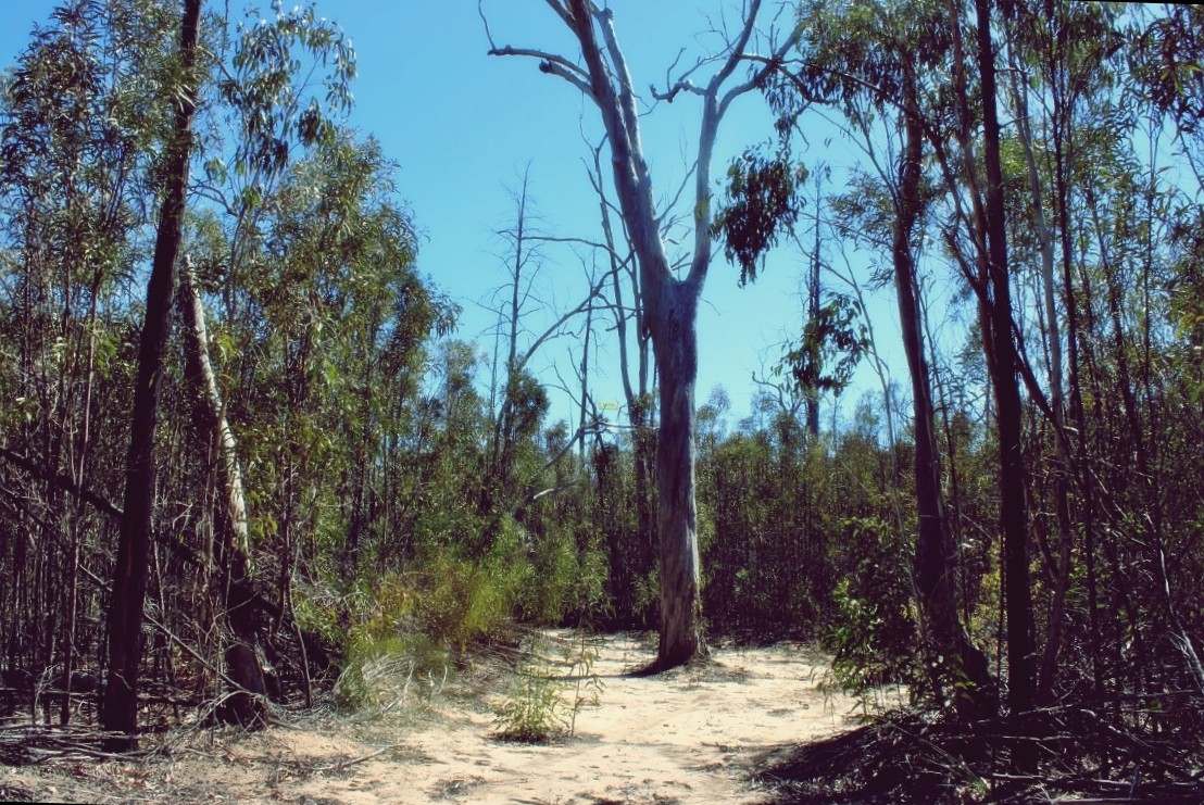 Lot 8 Basil Drive , Forest Ridge For Sale by Farmbuy.com - image 7